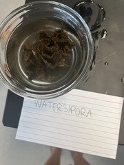 Watersipora