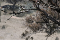 Cacomantis flabelliformis