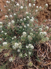 Brassicaceae
