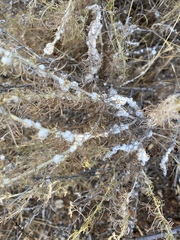 Rhopalomyia floccosa