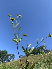 Bidens vulgata