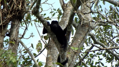 Alouatta palliata