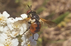 Gymnosoma rotundatum