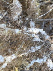 Rhopalomyia floccosa