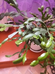 Schlumbergera buckleyi