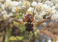 Gymnosoma rotundatum