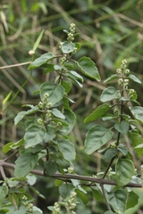 Prostanthera melissifolia