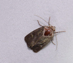 Lacinipolia renigera