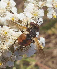 Gymnosoma rotundatum