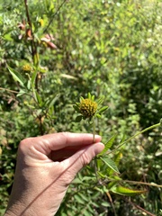 Bidens vulgata
