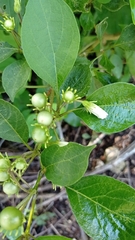 Lycianthes lenta