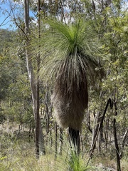 Xanthorrhoea