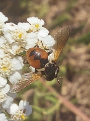 Gymnosoma rotundatum