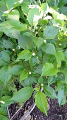 Lycianthes lenta
