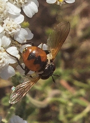 Gymnosoma rotundatum