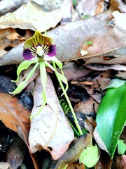 Prosthechea cochleata