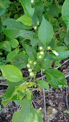 Lycianthes lenta