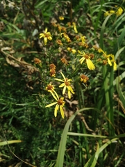 Jacobaea