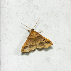 Phalaenophana pyramusalis