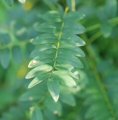 Styphnolobium japonicum