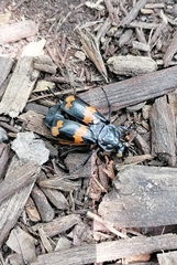 Nicrophorus mexicanus