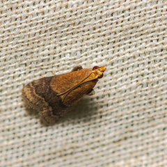 Eulogia ochrifrontella