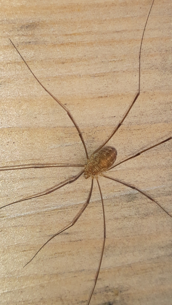 Opilio dinaricus