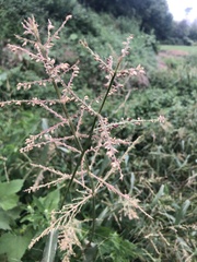 Echinochloa muricata