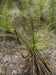 Xanthorrhoea