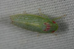 Gyponana octolineata