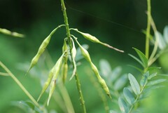 Styphnolobium japonicum
