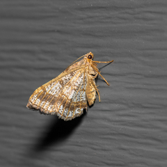 Digrammia ocellinata