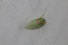 Gyponana octolineata