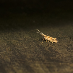 Plutella porrectella