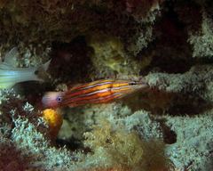 Rainfordia opercularis