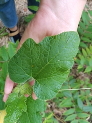 Cucurbita moschata