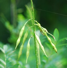 Styphnolobium japonicum