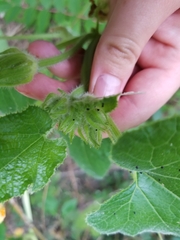 Cucurbita moschata
