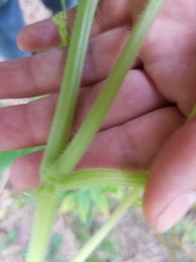 Cucurbita moschata