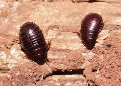 Ancaudellia marshallae