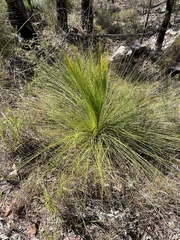 Xanthorrhoea