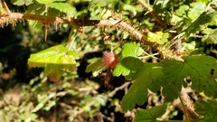 Ribes menziesii