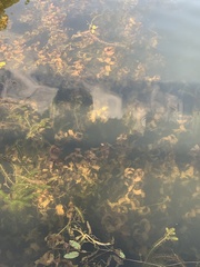 Potamogeton richardsonii