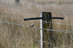 Stagonopleura guttata