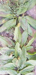 Plantago depressa