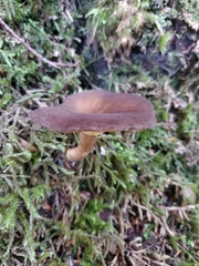 Lactarius fallax