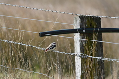 Stagonopleura guttata