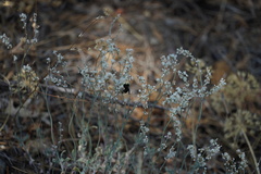 Eriogonum wrightii