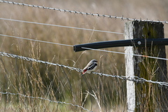 Stagonopleura guttata