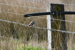 Stagonopleura guttata